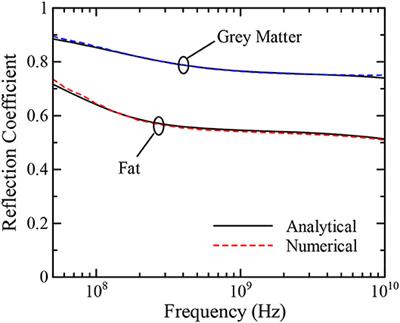 Dosimetry of Various Human Bodies Exposed to Microwave Broadband Electromagnetic Pulses